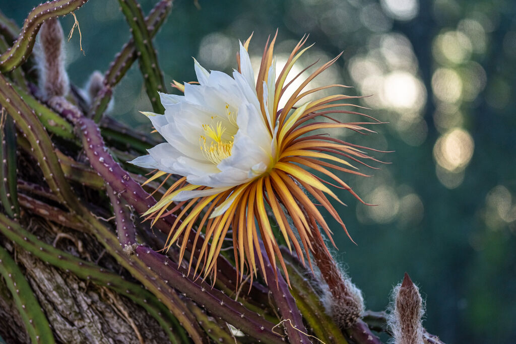 Selenicereus grandiflorus