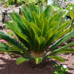 Cykas japonský cykas-japonsky-cykas-revoluta-semena-cykasu-2-ks.jpg