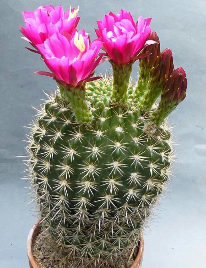 Echinopsis kermesina