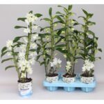 dendrobium-nobile-info