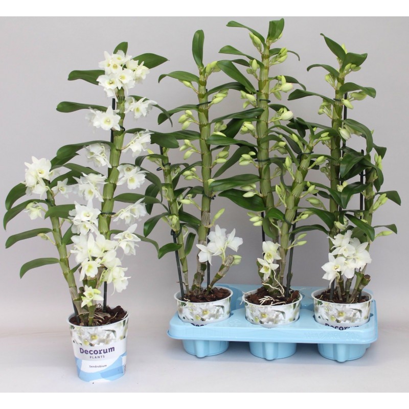 Dendrobium vznešené