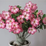 desert-rose-adenium-obesum22315413967.jpg