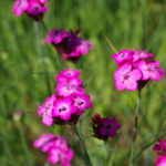 dianthus-carthusianorum-1_9e152ee1c1