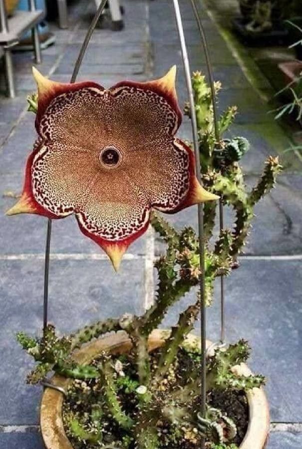 Edithcolea