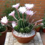 echinopsis-eyriesii-care-ultimate-guide.jpg