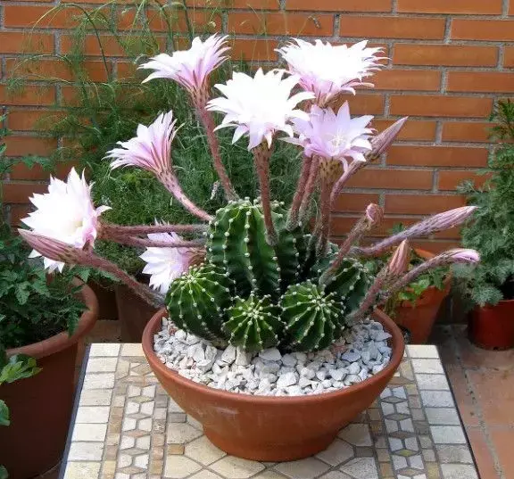 Echinopsis eyriesii