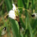 eriophorumlatifoliumherb1
