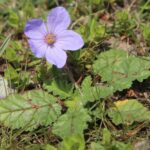 erodgruinherb1