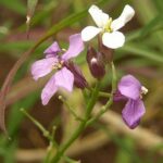 erysimbicolorherb1