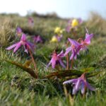 erythronium-dens-canis-1069