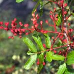 Řečík terebintový especie_052_02