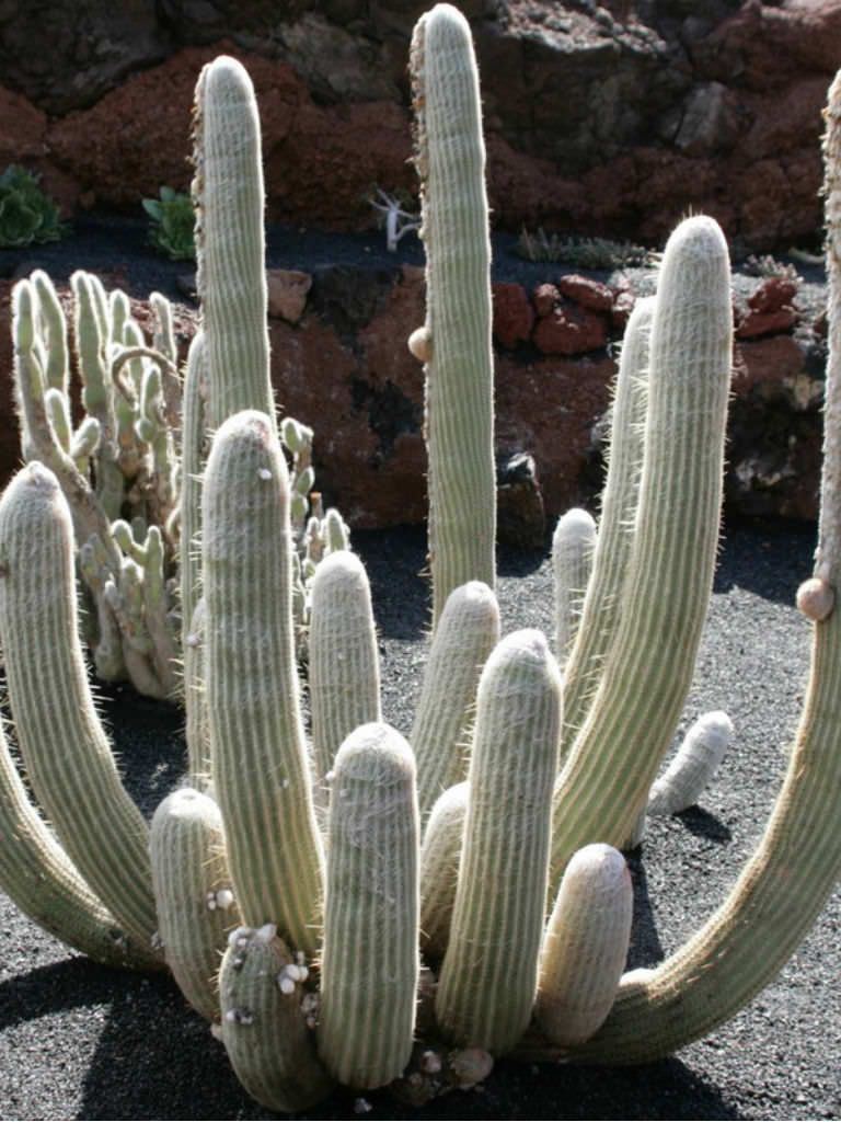 Espostoa