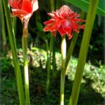 etlingera-elatior-fackel-ingwer-porzellanrose