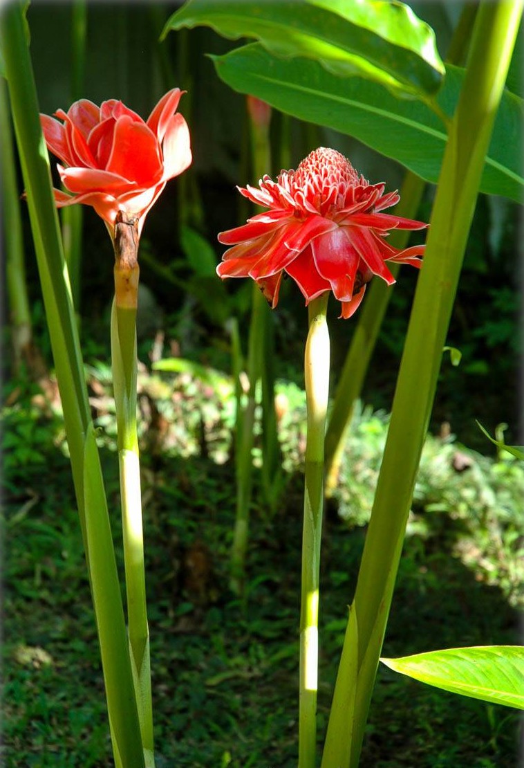 Etlingera vyšší