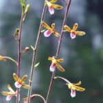 eulophia-graminea-in-rhammer