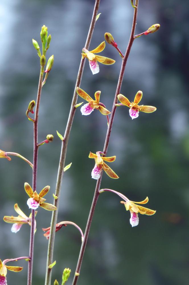 Eulophia