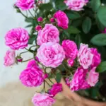 fairy-rose-close-up-pink-blossom-tree-37224664.jpg