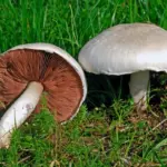 field-mushroom-pasture-600nw-1364155217.jpg