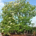 fraxinus_ornus_lev