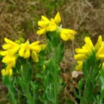 genista-hispanica-1