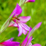 gladiolus-italicus-01.jpg