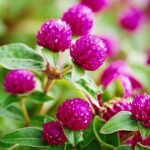 globe-amaranth-231225b8-bc1777f625284374a4ed03f074353568