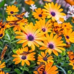 groupofDimorphothecasinuata_AfricanDaisy_Flake_ingardenwithbutterflies001_1024x1024.jpg