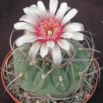 gymnocalycium-cardenasianum
