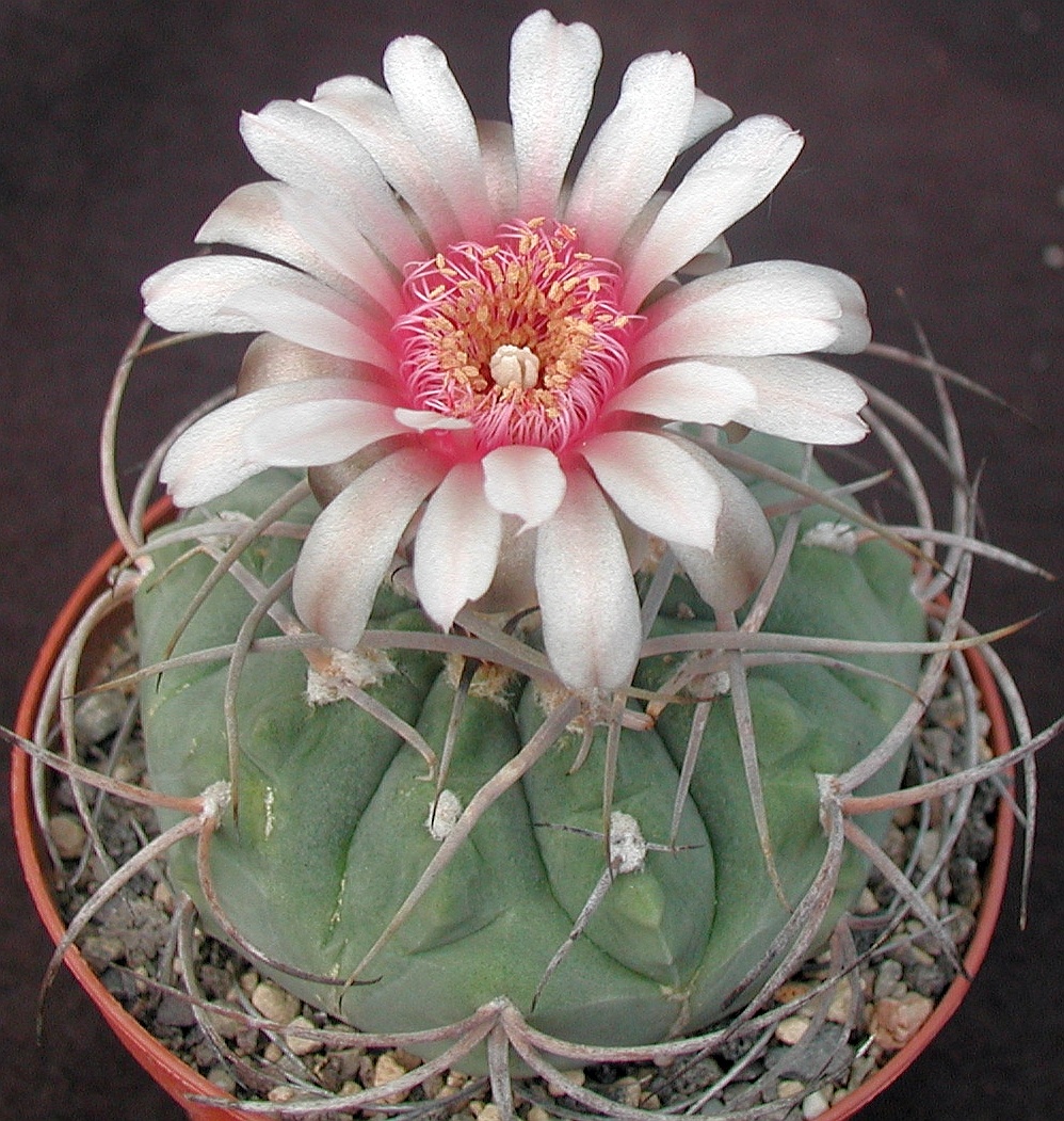 Gymnocalycium cardenasianum