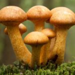 Gymnopilus junonius
