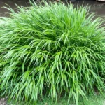 hakonechloa-macra-japanese-forest-grass-deciduous-shrub-15-30cm-height-including-pot-~5059442020072_01c_MP