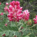hedysarumcorherb2
