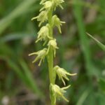 herminiumherb1