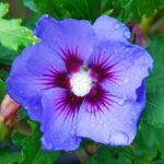 hibiscus-blue-bird-750×750