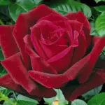 hybrid-tea-roses-papa-meilland-meicesar_nen_1250