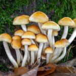 hypholoma_capnoides