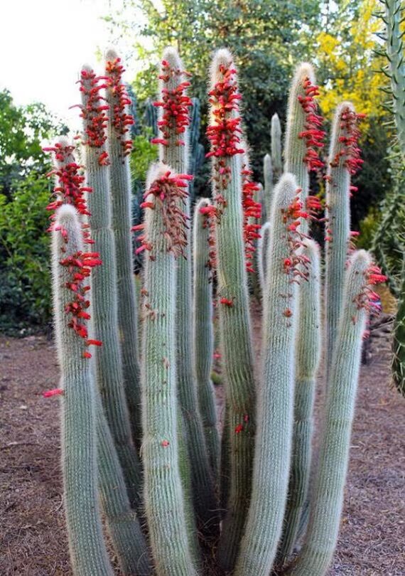 Cleistocactus strausii