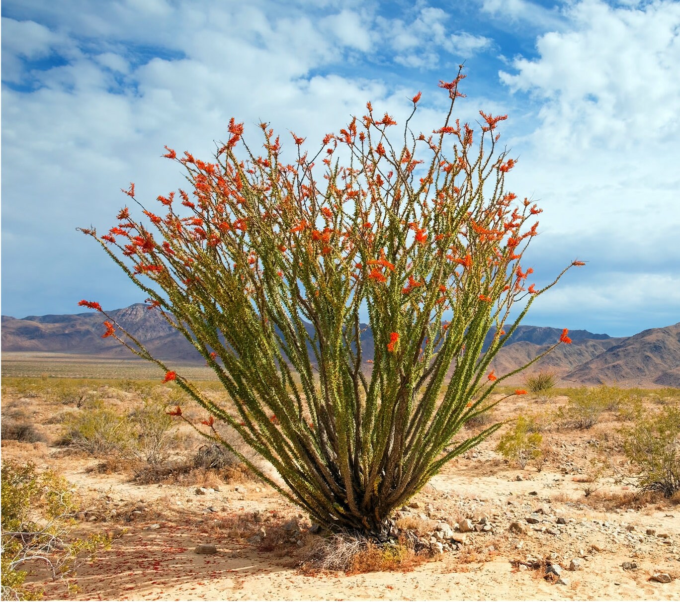 Fouquieria