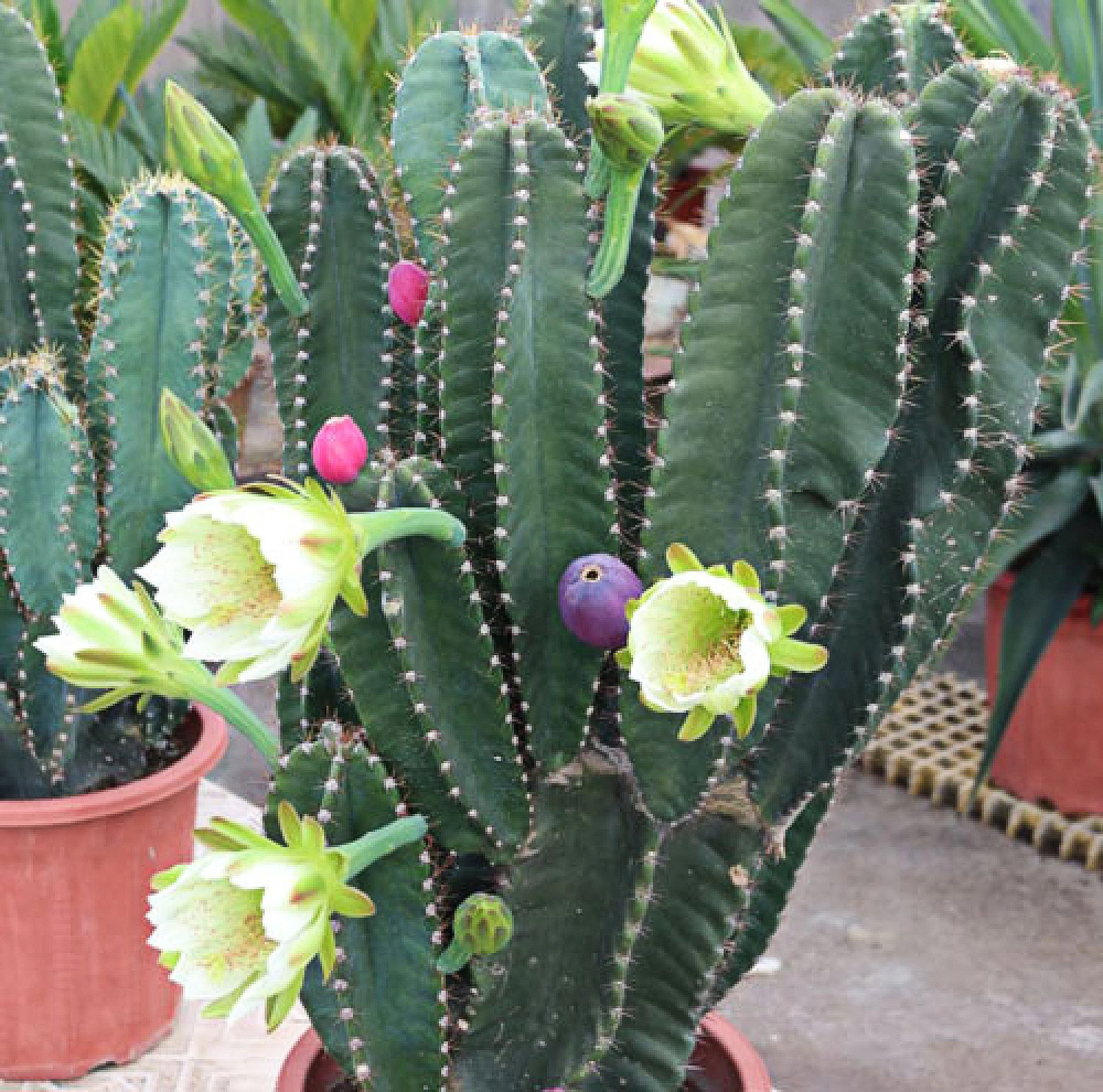 Cereus peruvianus
