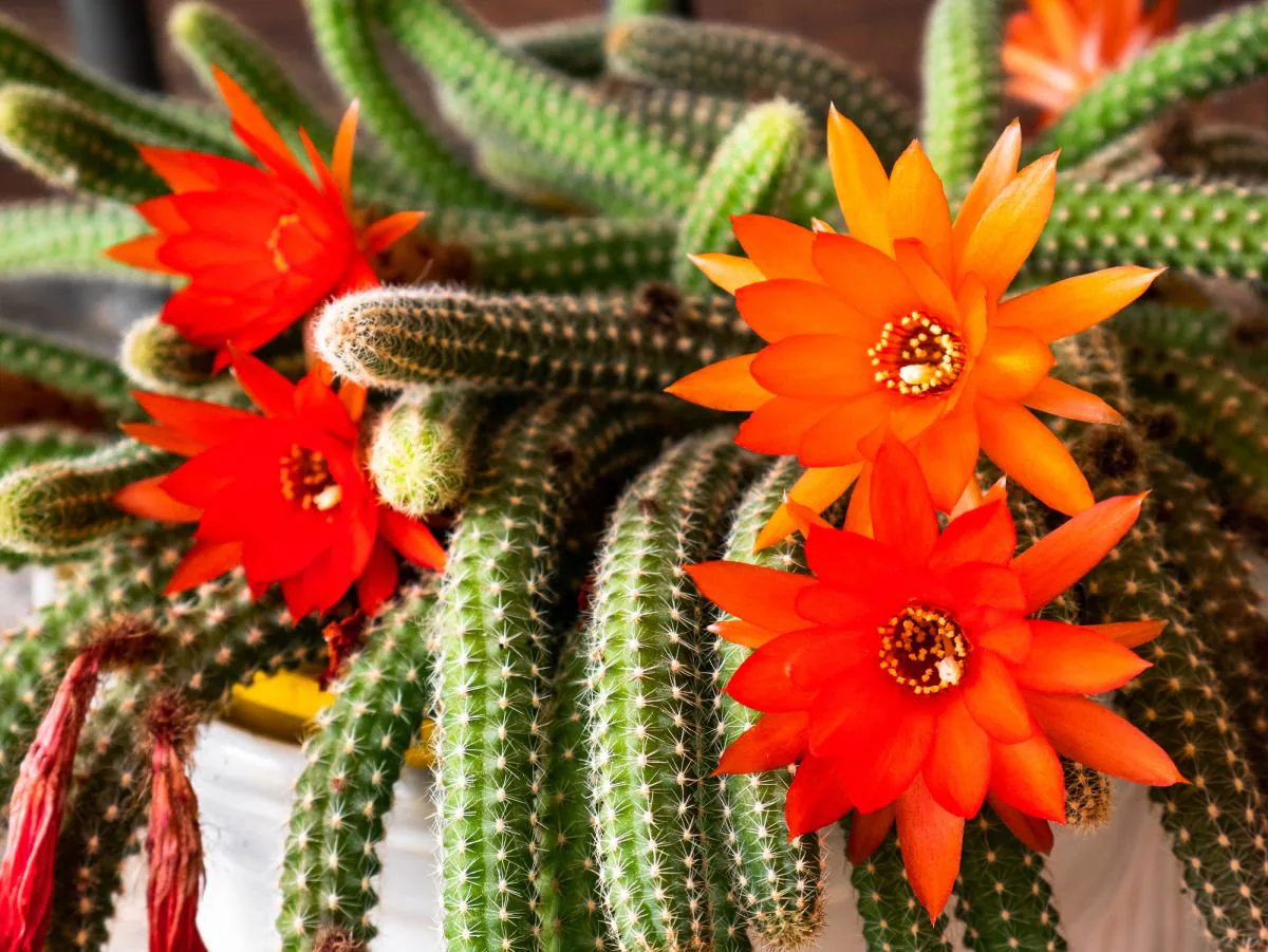 Chamaecereus silvestrii