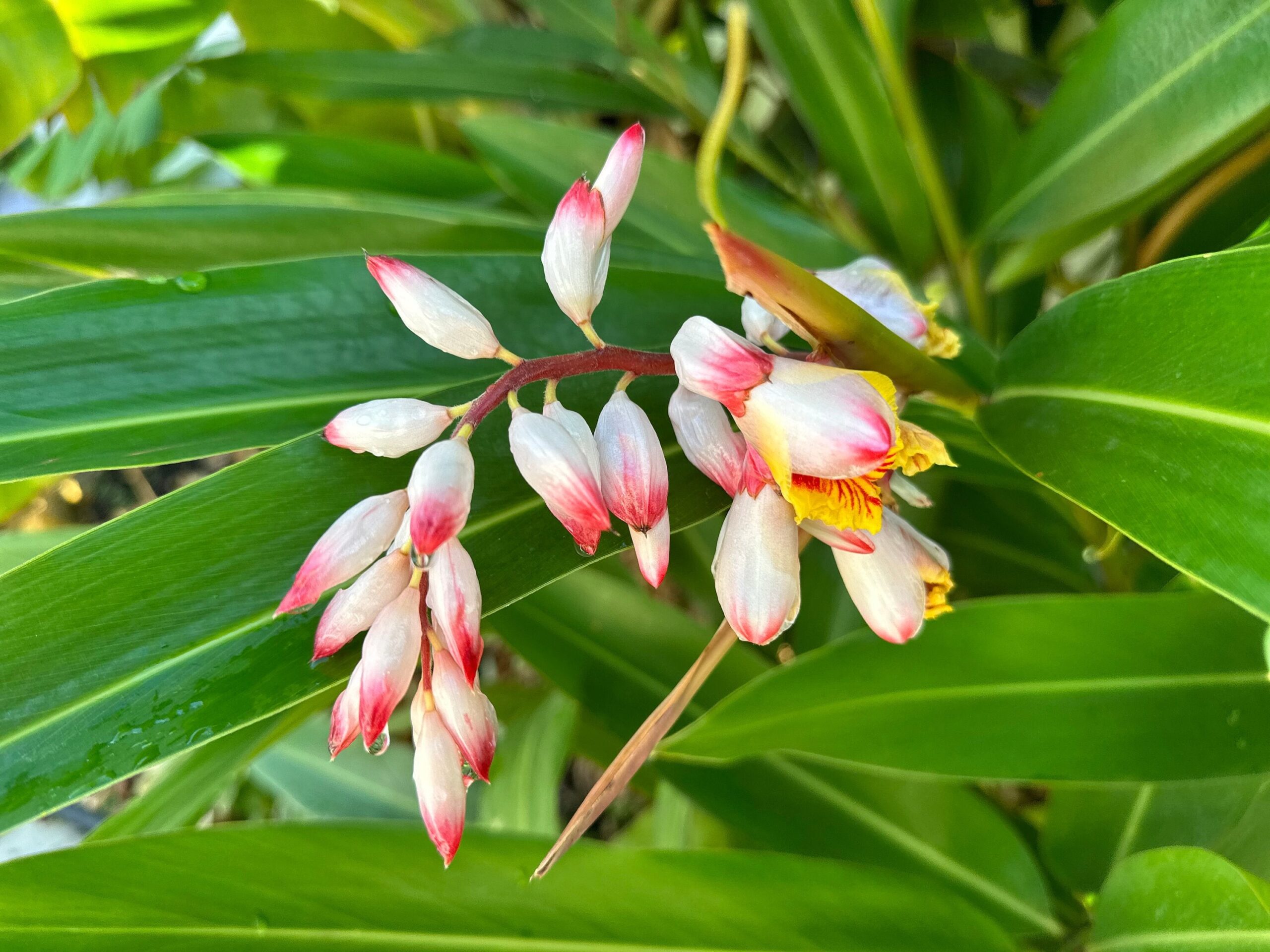 Alpinia zerumbet