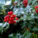 Holly leaf, red berries background. Original public domain image from Flickr