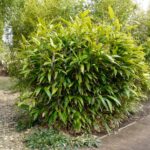 indocalamus_latifolius_02