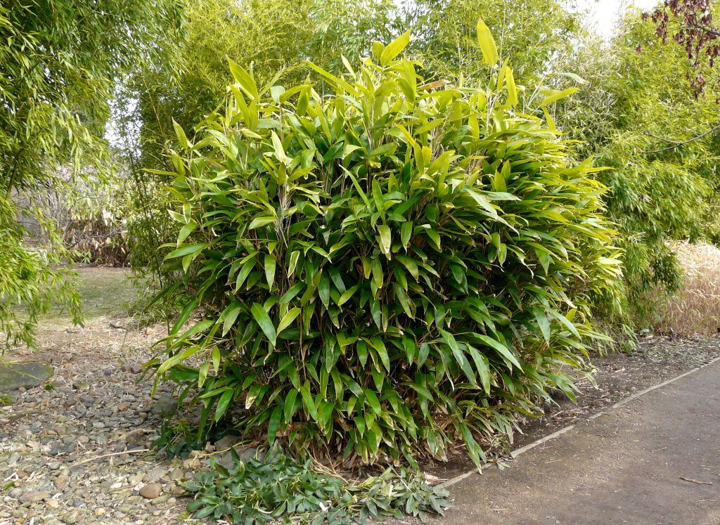 Indocalamus latifolius