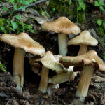 inocybe_erubescens_cd8100s