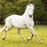 Lipizzaner horse running free on the pasture