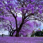 jacaranda-mimosifolia