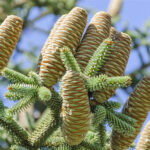 jedle-spanelska-abies-pinsapo-semena-jedle-7-ks.jpg
