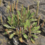jitrocel-minutina-plantago-coronopus-semena-jitrocele-500-ks.jpg