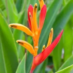jpg_Forma_botanica_di_Heliconia_psittacorum_c_Giuseppe_Mazza.jpg
